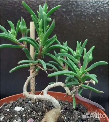 Местоклема (растения и семена)