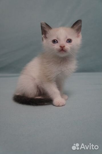 Котята в добрые руки, бесплатно