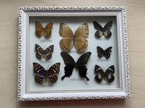 Бабочки в стеклянной рамке