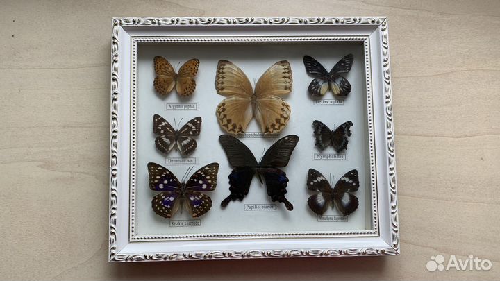 Бабочки в стеклянной рамке