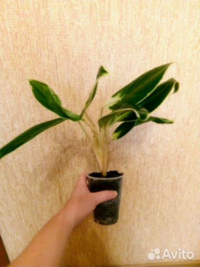 Аглаонема (йок канхана )