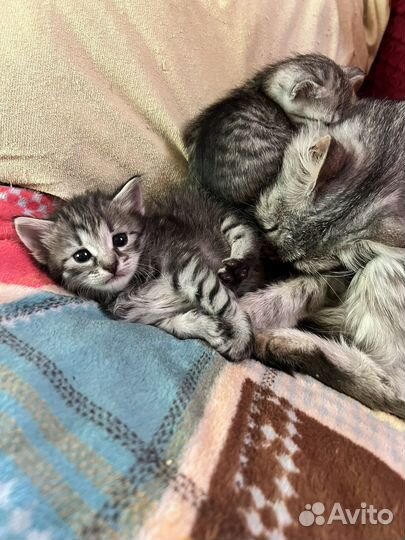 Котятки мышеловки и птицеловки в добрые руки