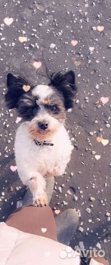 Вязка бивер йорков