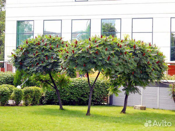 Сумах оленерогий