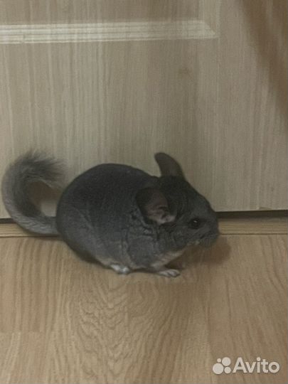 Шиншилла