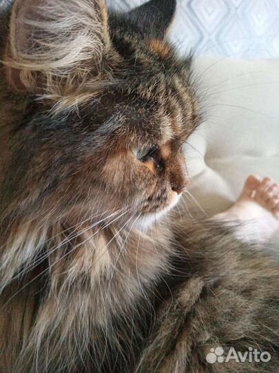 Выгул собак средних пород