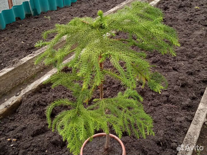 Араукария-комнатная ёлка, Пуансеттия. Хлорофитум