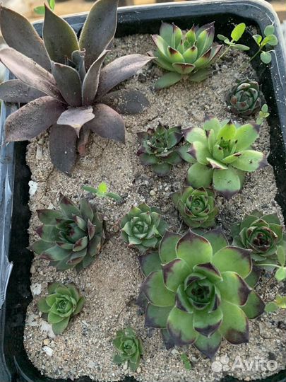 Молодило каменная роза