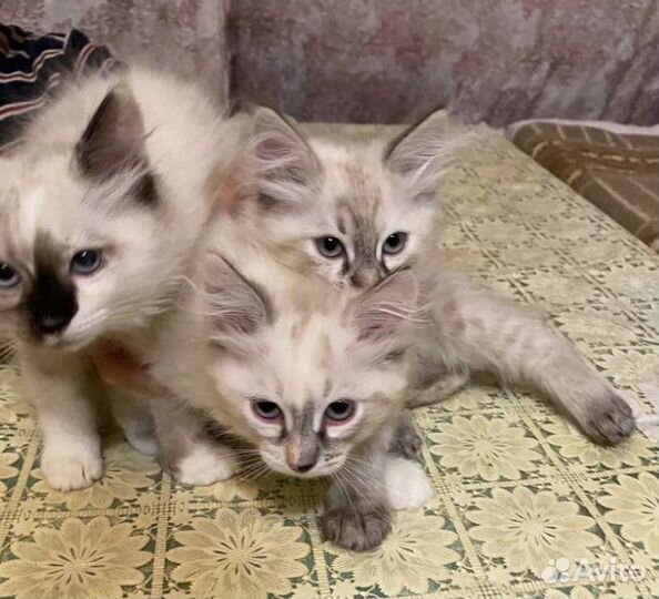 Тайские котята