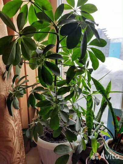 Шефлера,сансеверия(щучии хвост),юкка