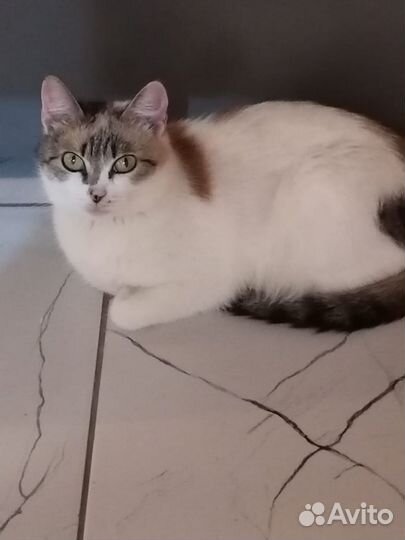 Отдадим кошку