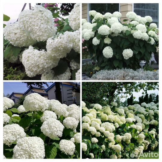 Гортензия древовидная анабель