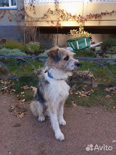 Спасите от усыпления Бублика