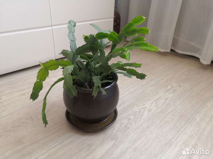 Цветок декабрист