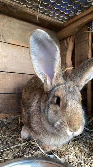 Кролики мясных пород