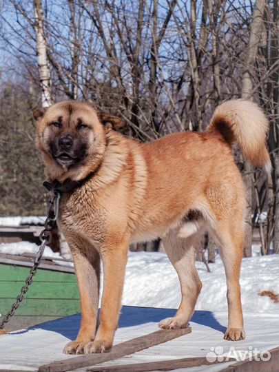 Настоящий туз