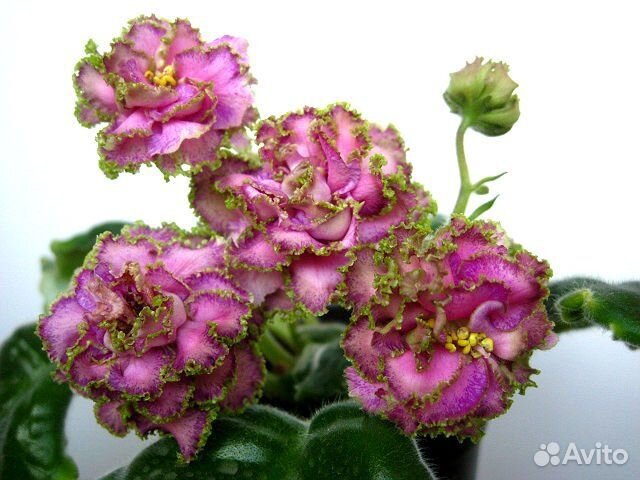 Сортовые фиалки