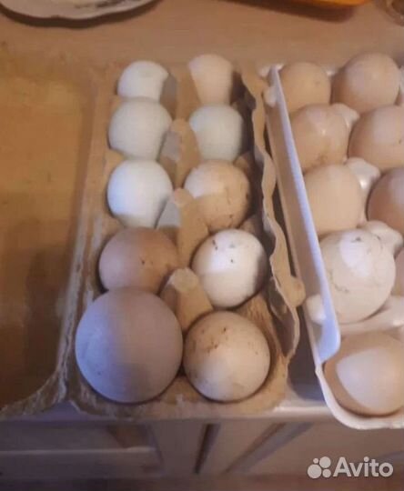 Домашние куриные яйца