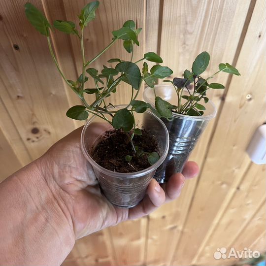 Кампанула Карибо