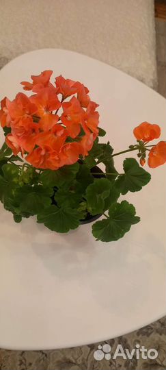 Герань пеларгония