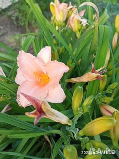 Лилейники набором