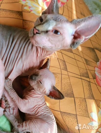 Котёнок сфинкс