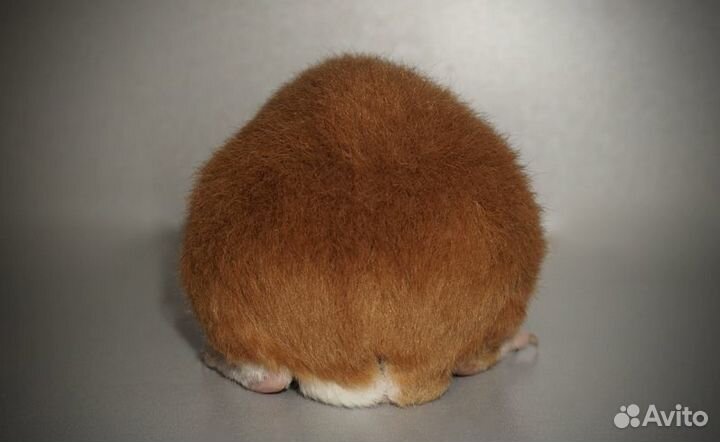 Морская свинка ам.тедди
