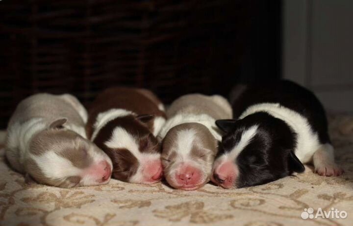 Щенки бордер колли