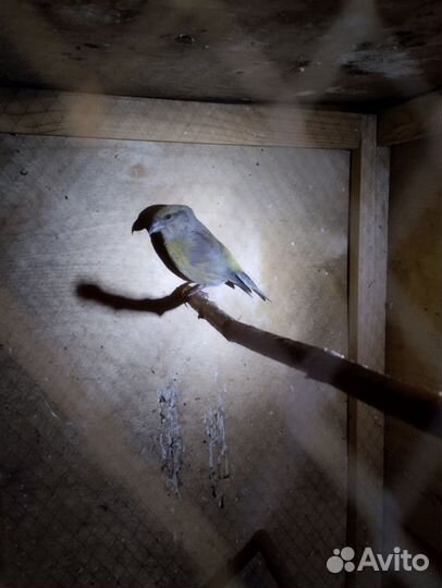 Клест еловик. Желтый300 красный500 щегол500