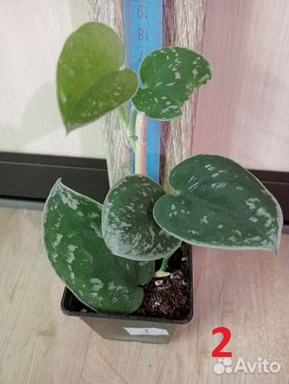 Комнатные растения разные, для дома и офиса