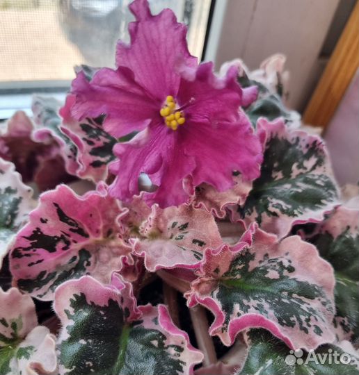 Детки сортовых фиалок