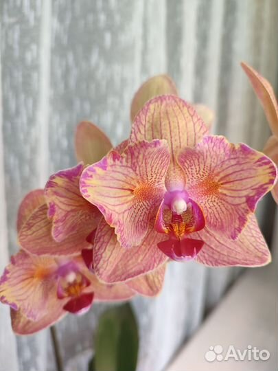 Phal. Kaleidoscope (бабочка)