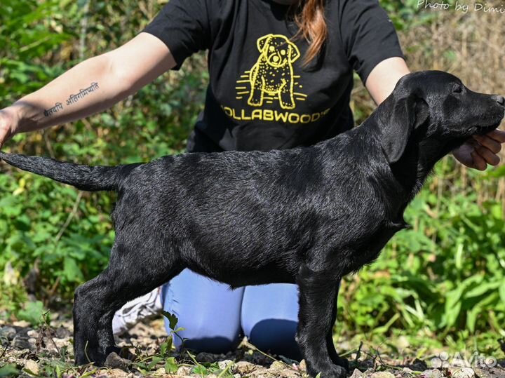 Лабрадор девочка