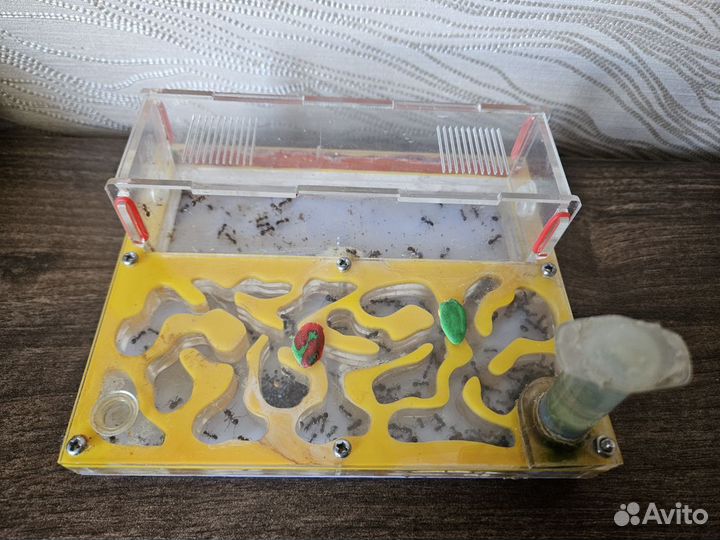 Муравьиная ферма