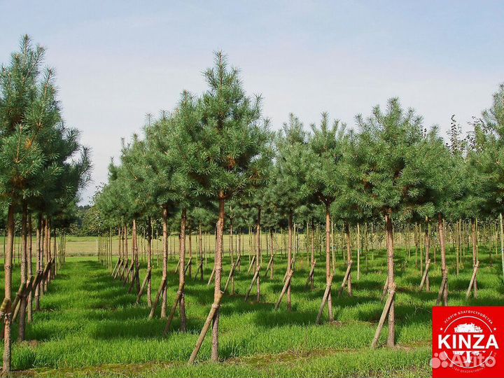 Сосна обыкновенная