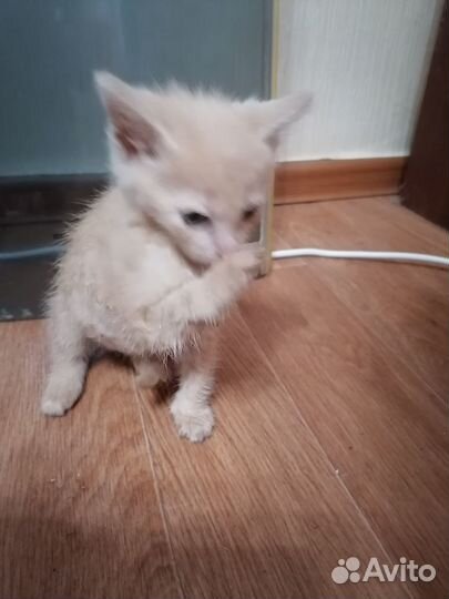 Кот в добрые руки