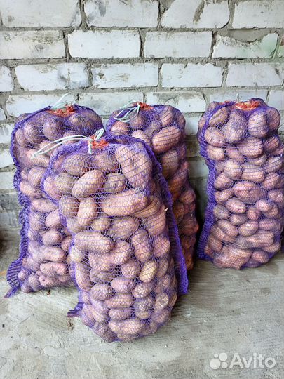 Продам картофель