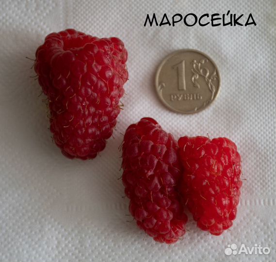 Саженцы малины (остатки, 5 сортов)