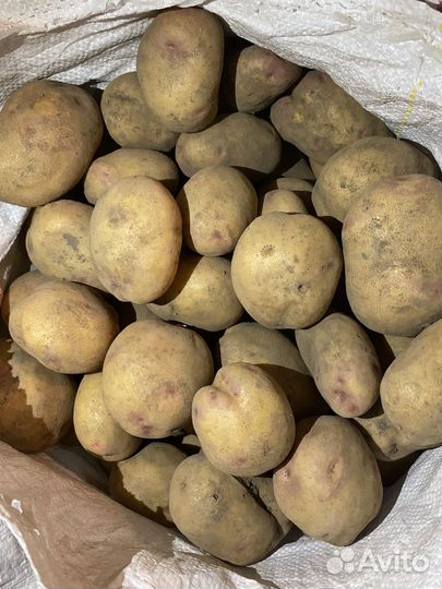 Продается домашний картофель
