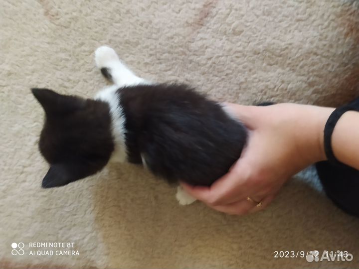 Котëнок