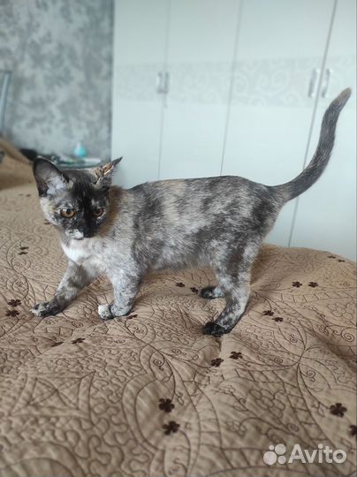 Котята европейской бурмы