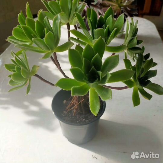 Эониумы,толстянки