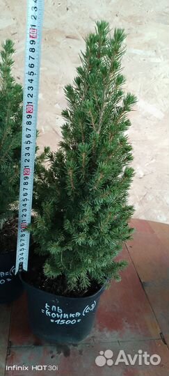 Ель канадская коника