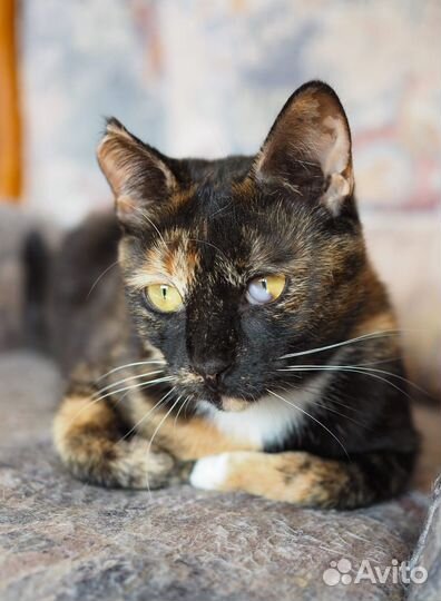 Яркая ласковая кошечка ищет дом