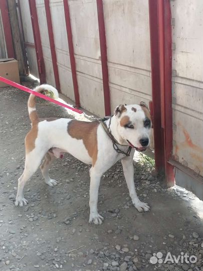 Вязка стаффордширский терьер