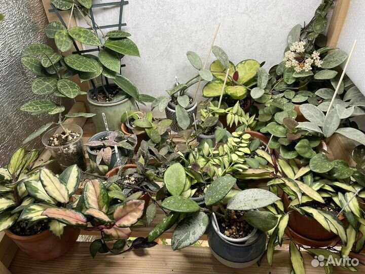 Хойя 3 на срез почтой 90 видов