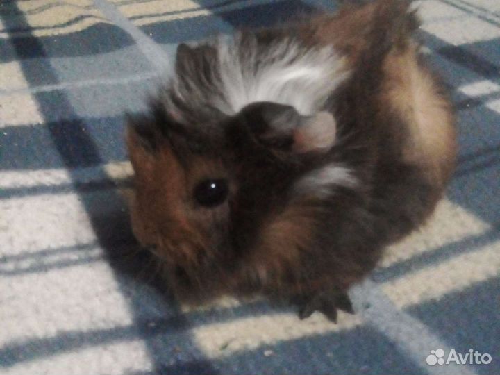 Морские свинки