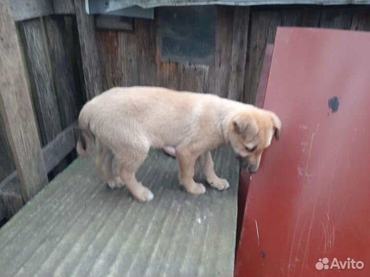 Щенок в добрые руки