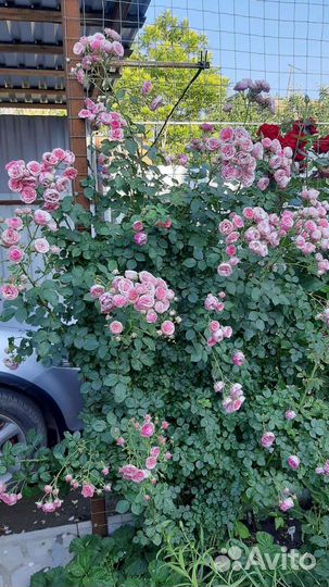 Роза Помпонелла