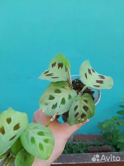 Маранта триколор и керховена